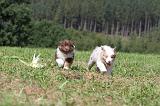 BERGER AUSTRALIEN PUPPIES 042